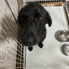 ラブラドールブラック　雄　5歳　里親募集します - 犬