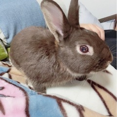 取引中ネザーランドドワーフ