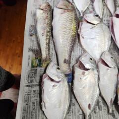 魚