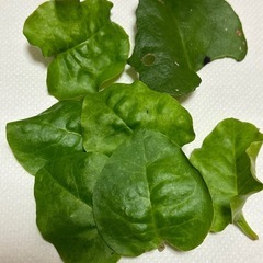 おかわかめ①の画像