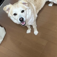 里親募集中