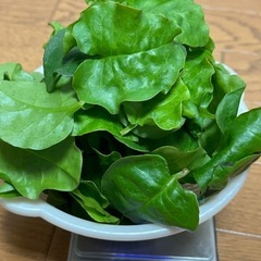 おかわかめ②