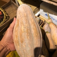 自然栽培で育てた万次郎かぼちゃ🎃プレゼント🎁