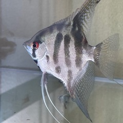 熱帯魚　エンゼルフィッシュ　　　