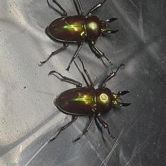 Nニジイロクワガタ オス単 2頭