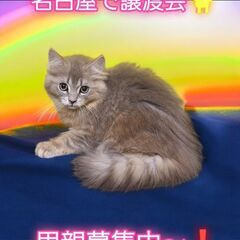 里親募集中！生後4ヵ月サイベリアン♂ブルータビー(⋈◍＞◡＜◍)...