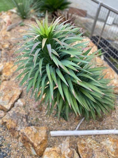 希少！大株　ユッカ　デスメティアーナ　引き取り限定　検索:ロストラータ　グロリオサ　アロイフォリア