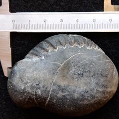 化石 お子様の自由研究用に の画像