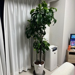 観葉植物　ドラセナ・ドラド