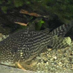 コリドラスパンダ1匹コリドラスステルバイ2匹の画像