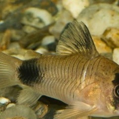 コリドラスパンダ1匹コリドラスステルバイ2匹の画像