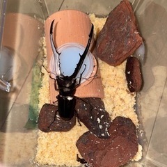 【割引中】メタリフェルホソアカクワガタ　亜種イソガイ