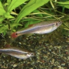 チェリーバルブとアカヒレ各1匹の画像