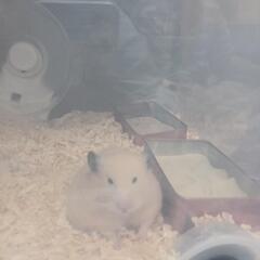 キンクマ