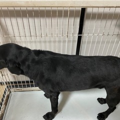 ラブラドールブラック　雄　5歳　里親募集します - 里親募集