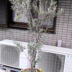 【11/10まで限定】オリーブの鉢植え（180cm）