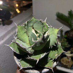 アガベ　台湾産の画像