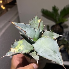 アガベ　オテロイの画像