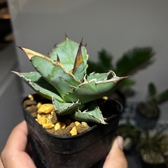 アガベ　オテロイ　鋸歯黒の画像