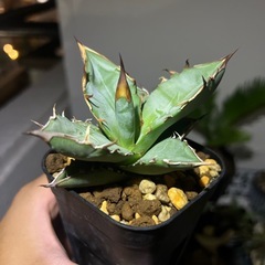 アガベ　オテロイ　鋸歯黒
