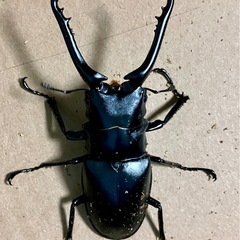 ギラファノコギリクワガタ　84×47　ケイスケ