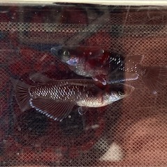 【無人販売オープン】激安セール中！！★高級めだか★