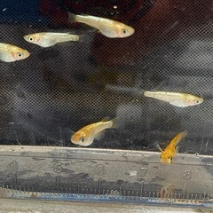 【無人販売オープン】激安セール中！！★高級めだか★の画像