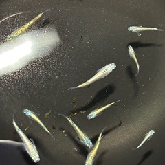 【無人販売オープン】激安セール中！！★高級めだか★の画像