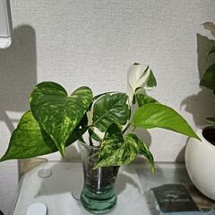 ポトス　ミックス7品種