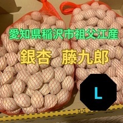 愛知県稲沢市祖父江 藤九郎銀杏 ぎんなん Lサイズ 1kg