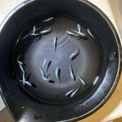 めだか、メダカだよ