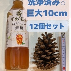 巨大10cm松ぼっくり12個