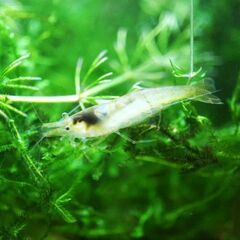 ミナミヌマエビ（15㎜～30㎜）5匹100円🦐（ウィローモスつき）の画像