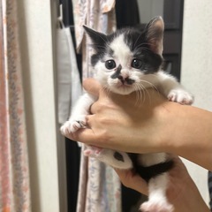 生後１ヶ月の白黒ぶちの女の子 しらたまちゃん