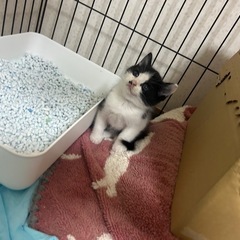 生後１ヶ月ハチワレの男の子 じろうくんトライアル決まりました