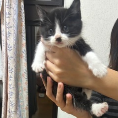 生後１ヶ月ハチワレの男の子 たろうくん トライアル決まりました