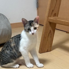 三毛猫 女の子 5ヶ月位 30日手術予定！