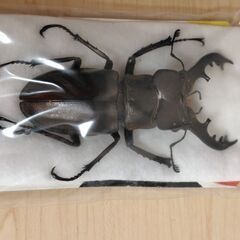 昆虫標本　クワガタまとめて　未展足の画像
