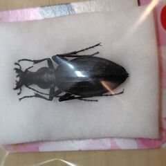 昆虫標本　オオルリオサムシ黒色　未展足の画像