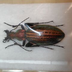 昆虫標本　オオルリオサムシ赤色　未展足の画像