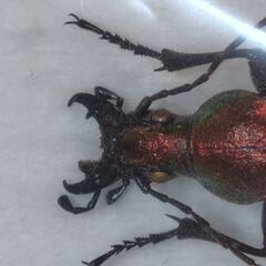 昆虫標本　オオルリオサムシ赤色　未展足の画像