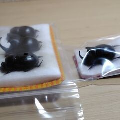 昆虫標本　ダイコクコガネ大量　未展足の画像
