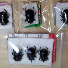 昆虫標本　ダイコクコガネ大量　未展足の画像