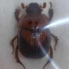 昆虫標本　ムネアカセンチコガネ②　未展足の画像