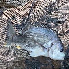 釣り友募集