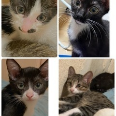 5ヶ月の仔猫