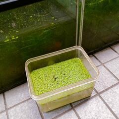 浮き草の画像