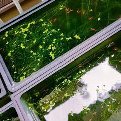 浮き草の画像
