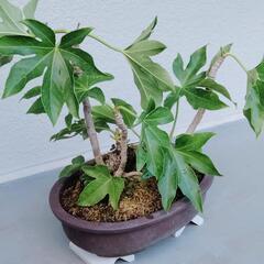 盆栽 ヤツデ