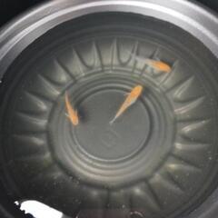 10/27めだか販売の画像